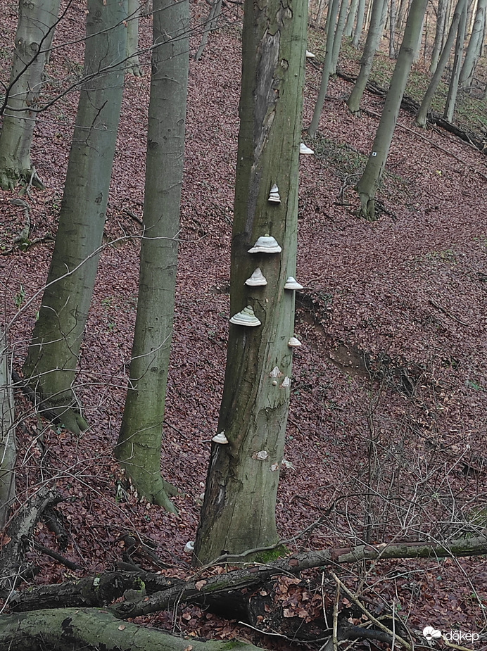 Bükkfa-taplók egy bükk törzsén 