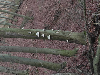 Bükkfa-taplók egy bükk törzsén 