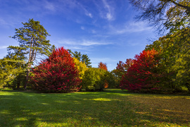 Arborétum 
