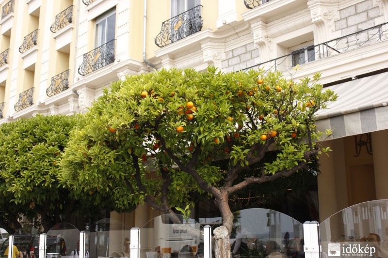 Narancsfa :-)