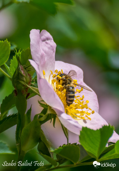 Ma van a méhek világnapja.