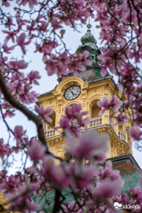 Tavaszi részlet a virágzó magnóliafával a szegedi Széchenyi térről.
