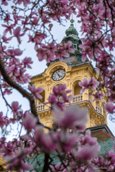 Tavaszi részlet a virágzó magnóliafával a szegedi Széchenyi térről.