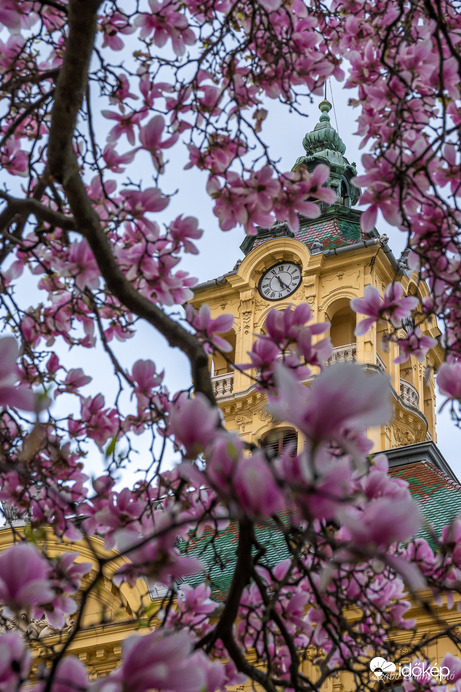 Kivirágzott a szegedi Széchenyi téri liliomfa