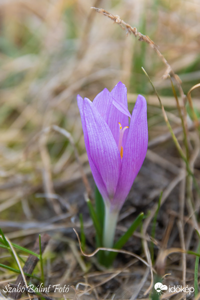 Fokozottan védett egyhajúvirág (Bulbocodium vernum) 