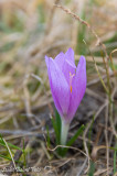 Fokozottan védett egyhajúvirág (Bulbocodium vernum) 