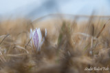 Védett tarka sáfrányok (Crocus reticulatus)