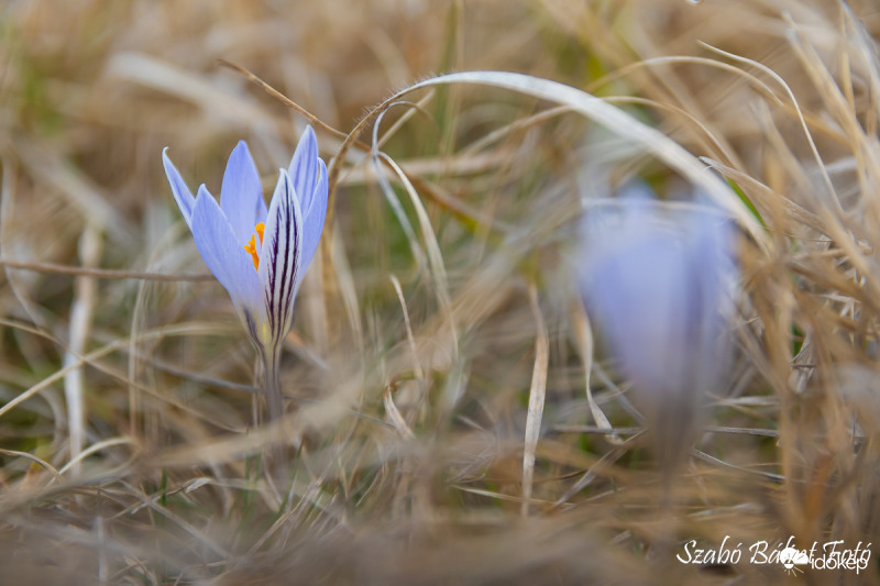 Védett tarka sáfrányok (Crocus reticulatus)