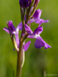 Mocsári kosbor (Anacamptis laxiflora)