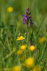 Mocsári kosbor (Anacamptis laxiflora)