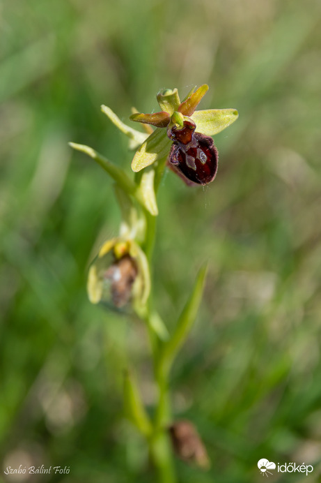 Pókbangó (Ophrys sphegodes)