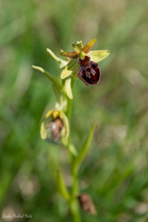 Pókbangó (Ophrys sphegodes)