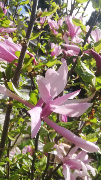 Liliomfa