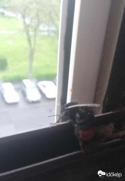Új lakónk a kilátásban gyönyörködik