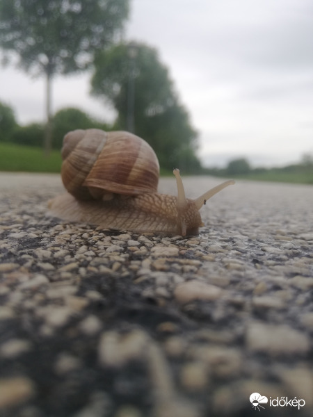 Rákos - patak versenyzője :) 