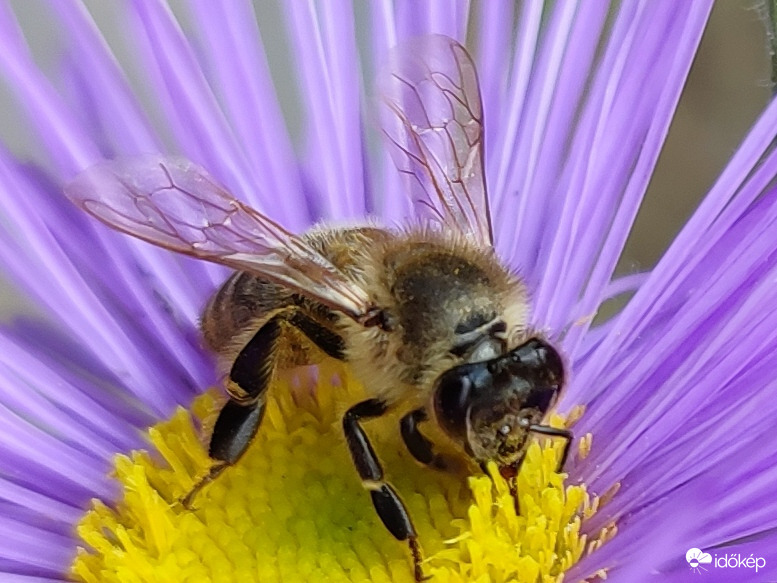 Dolgozó méhecske