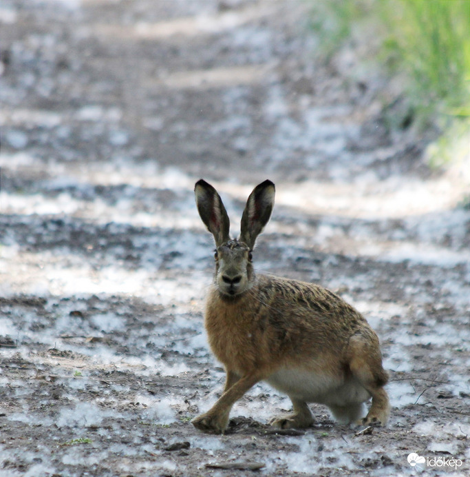 Húsvéti hangulatban  :) 