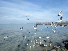 Balatonföldvár 
