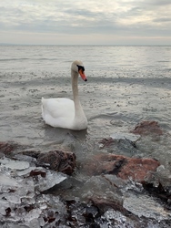 Balatonkenese 
