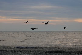Balatonkenese 