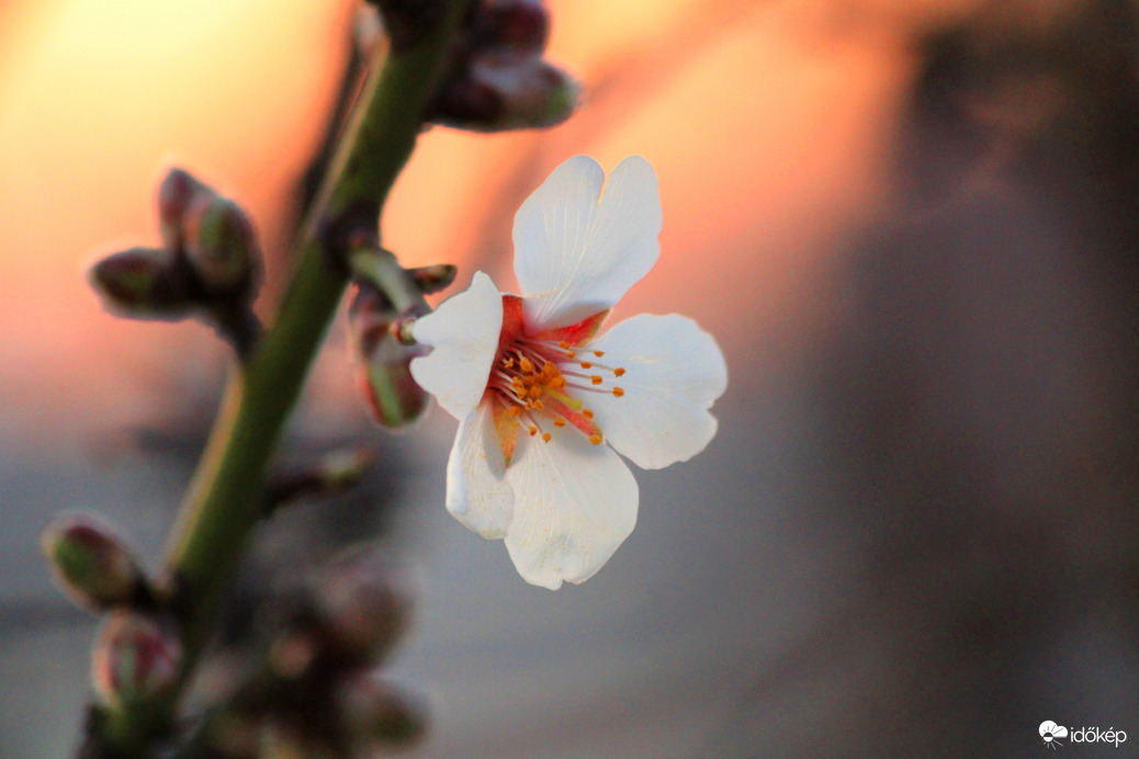 Mandulafa virága 