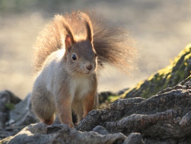 Margit-sziget mókusa 