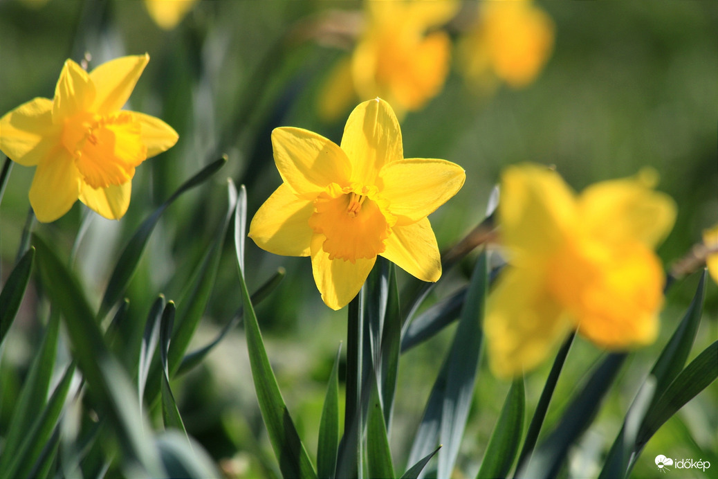 Tavasz 