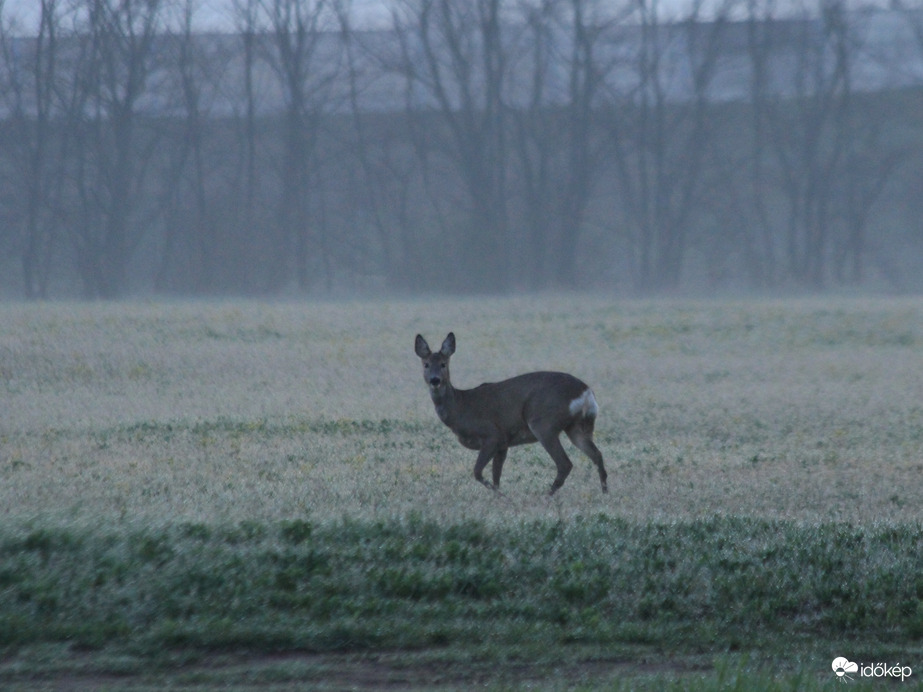 Reggeli találkozás