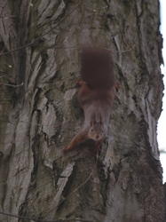 Vácrátóti Arborétum mókusa 