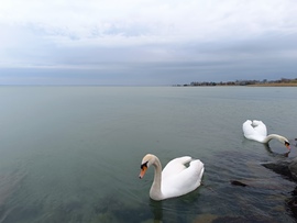 Siófok 