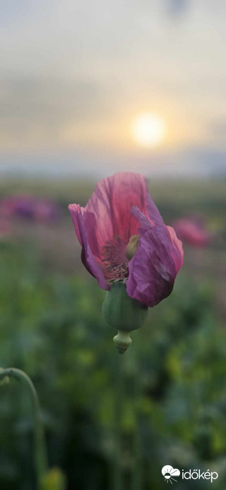 Mákvirág, Dombegyház