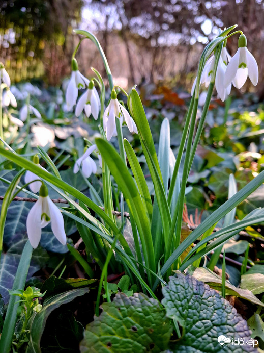 Hóvirágok Budai Arborétum 