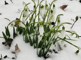 Hóvirágok hóban