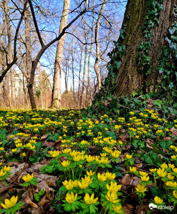 Téltemető virágzás a Margitszigeten 