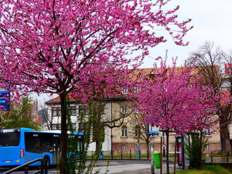 Óbuda, Szentélek tér 