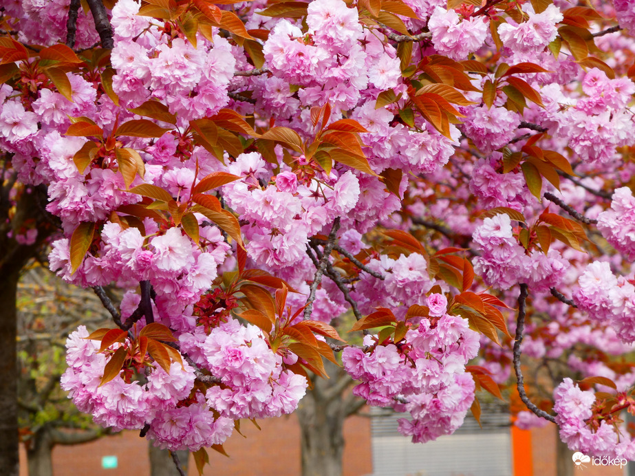 Cseresznyevirágzás