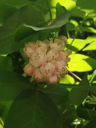 Virágzik a Mogyorós hójagfa