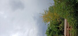 Sülysáp