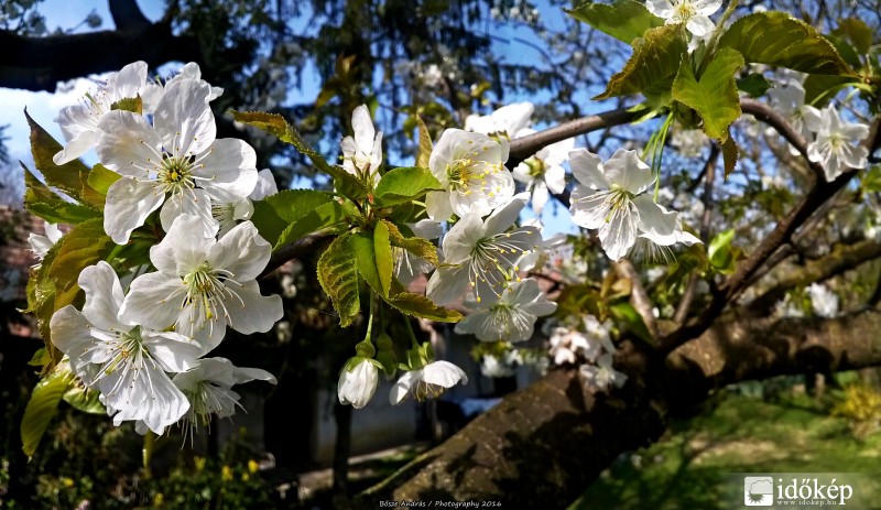 Virágba borult a kis cseresznyefa