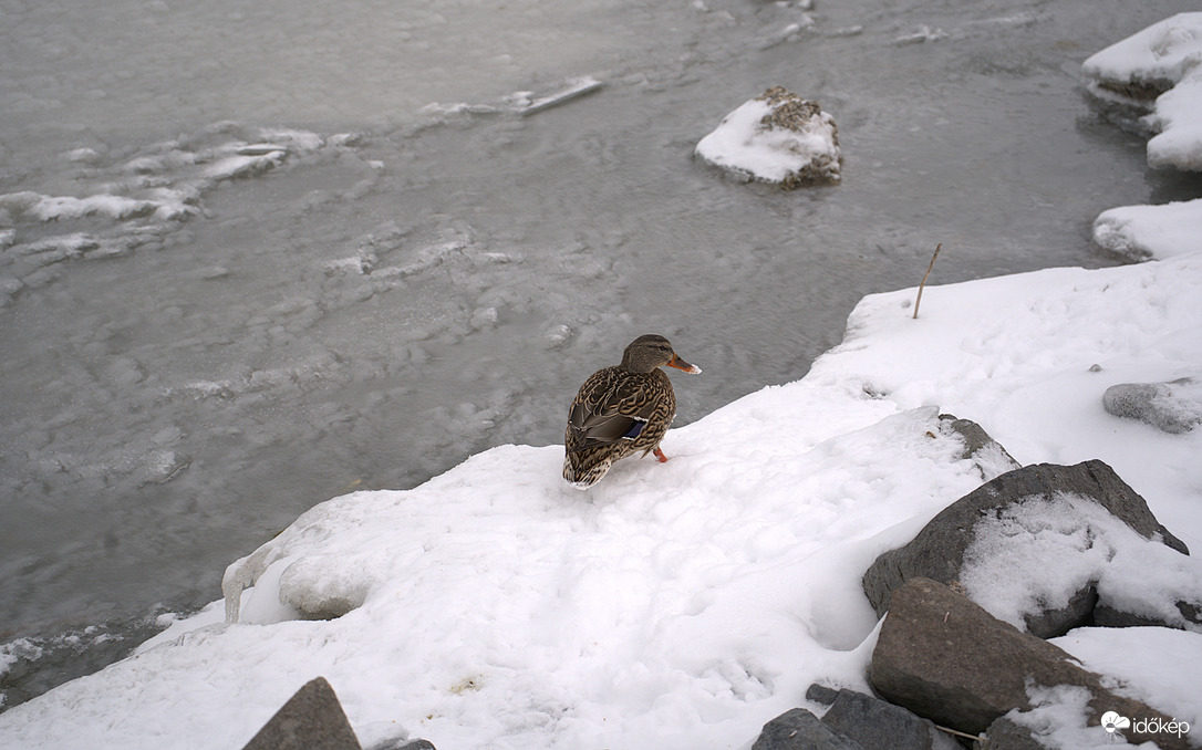 Térdig hóban :))))