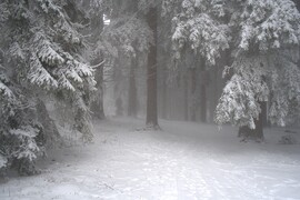 Betekintés az erdőbe :)))