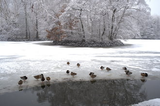 Fél lábon alszanak :)