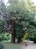 Szombathely arborétum 