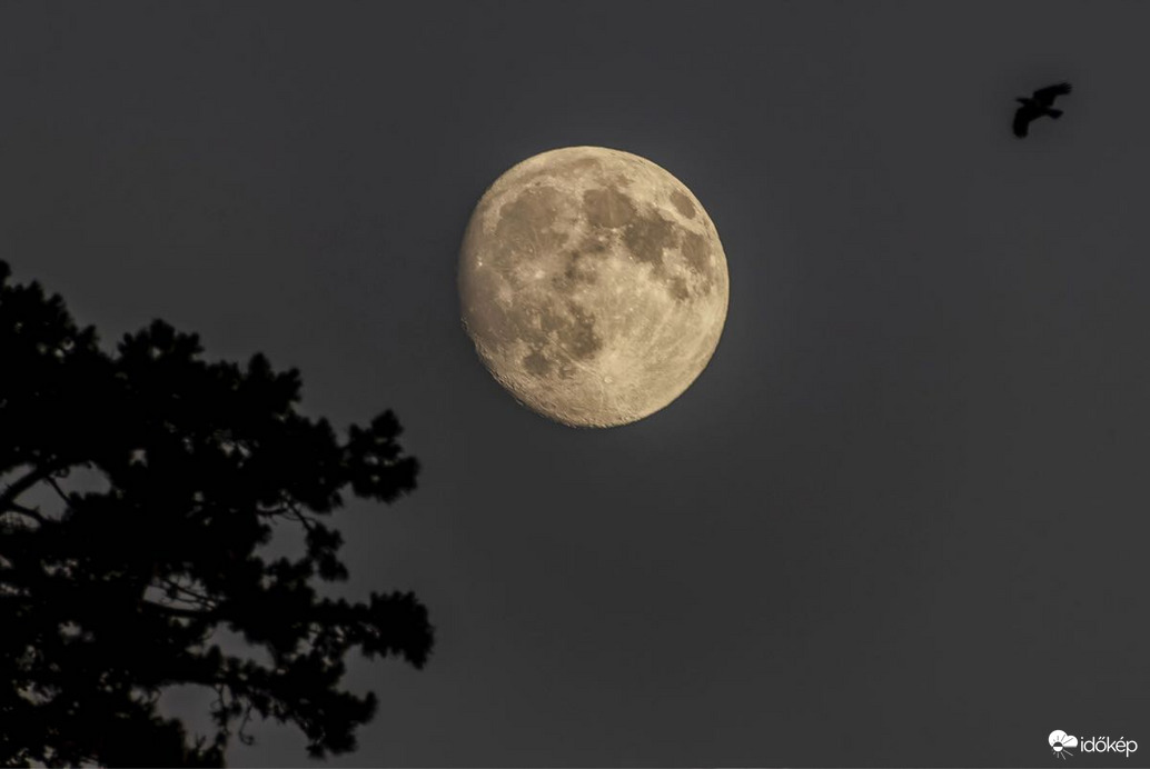 bankutileticia fotója