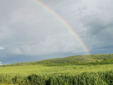 Attala