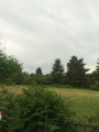 Buda
