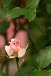 Áprilisi rózsa