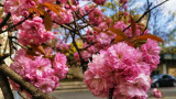 Óbudán is virágzik a japáncseresznye 