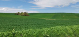 zöld hullám