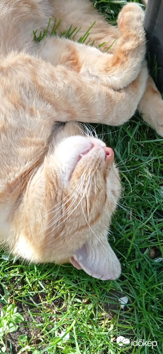 Döge